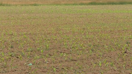 Këtë vit në Gjakovë janë mbjellur 5632 hektarë me kultura bujqësore-Lajme