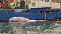 해양보호생물 '브라이드고래' 사체 발견 / YTN
