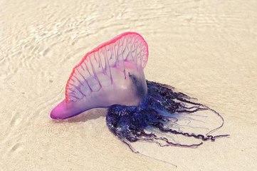 "Swarms" of Portuguese Man O’ War Wash Up in Myrtle Beach