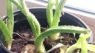 Aloe vera watering hd slowmotion