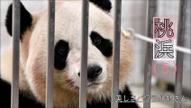 【プロフェッショナルやで✨】桃浜姉さんのラブツアー✨【おねえさんパンダ】Giant Panda -Touhin -☆Backyard tour