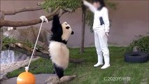 【飼育員さんもゲット-✨】彩浜おリンゴにつられてッ✨【子パンダ】Giant Panda -Saihin-☆