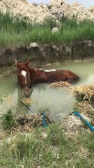 Crane Pulls Stuck Horse Free