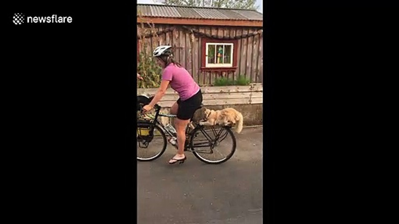 Hilarious cat in Oregon tags along a bike ride and doesn't fall off