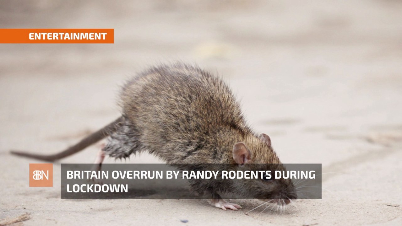 Britain Has A Rat Issue