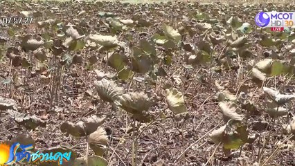 เรื่องนี้มีคำถาม : นาบัวอ่างทองขาดน้ำยืนต้นตาย