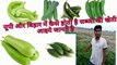 यूपी और बिहार में सब्ज़ी की खेती कैसे होती है || Vegetable farming in India || Vegetable farming in U.p and Bihar || Best farming tips