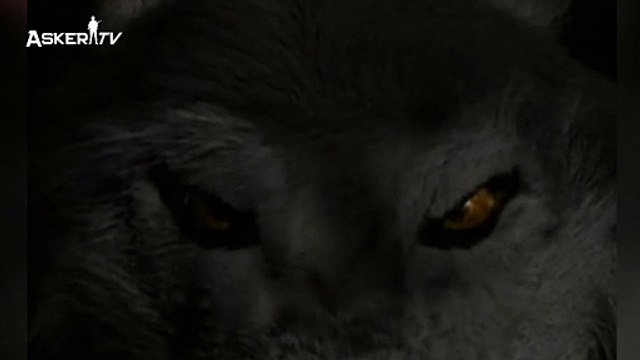 Ergenekon Yurdun Adı, Börteçine Kurdun Adı!