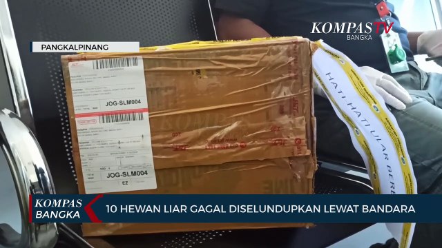 Petugas Gagalkan Penyelundupan 10 Hewan Endemik Bangka Belitung