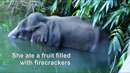 Pregnant elephant dies in India after eating explosive fruit trap