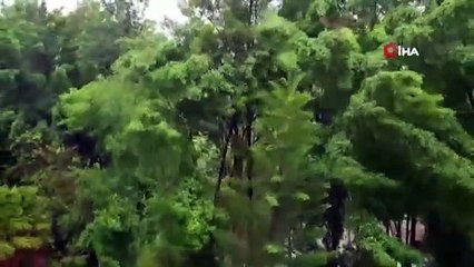 Nisarga Kasırgası Hindistan'da etkili olmaya başladı