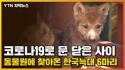 [자막뉴스] 코로나19로 문 닫은 사이 동물원에 찾아온 한국늑대 6마리 / YTN