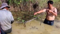 How To Catches Fishes - Cambodia Traditional Fishing (part 039)