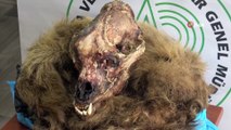 Kaçak boz ayı ve koruma altındaki karacaları avlayan şahıslara ceza yağdı