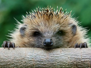 Süßer Gewinner: Der Igel ist das Gartentier des Jahres 2020