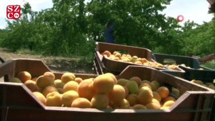 Kendi bile inanmamıştı, şimdi herkesten önce hasat yapıyor