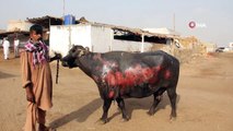 - Pakistan'da şiddetli fırtına: 4 ölü- Fırtına sonucu çıkan yangında 30 sığır telef oldu