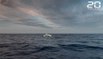 Méditerranée : Voici la preuve que les cachalots se coordonnent quand ils chassent