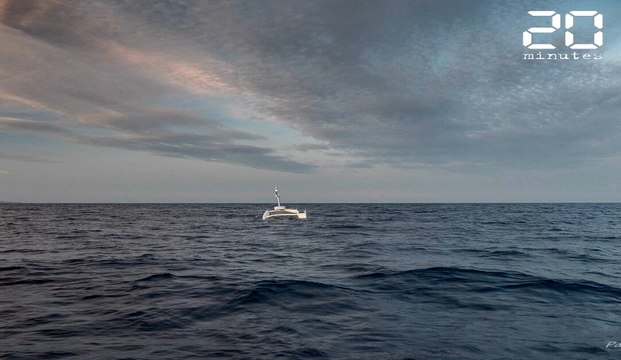 Méditerranée : Voici la preuve que les cachalots se coordonnent quand ils chassent