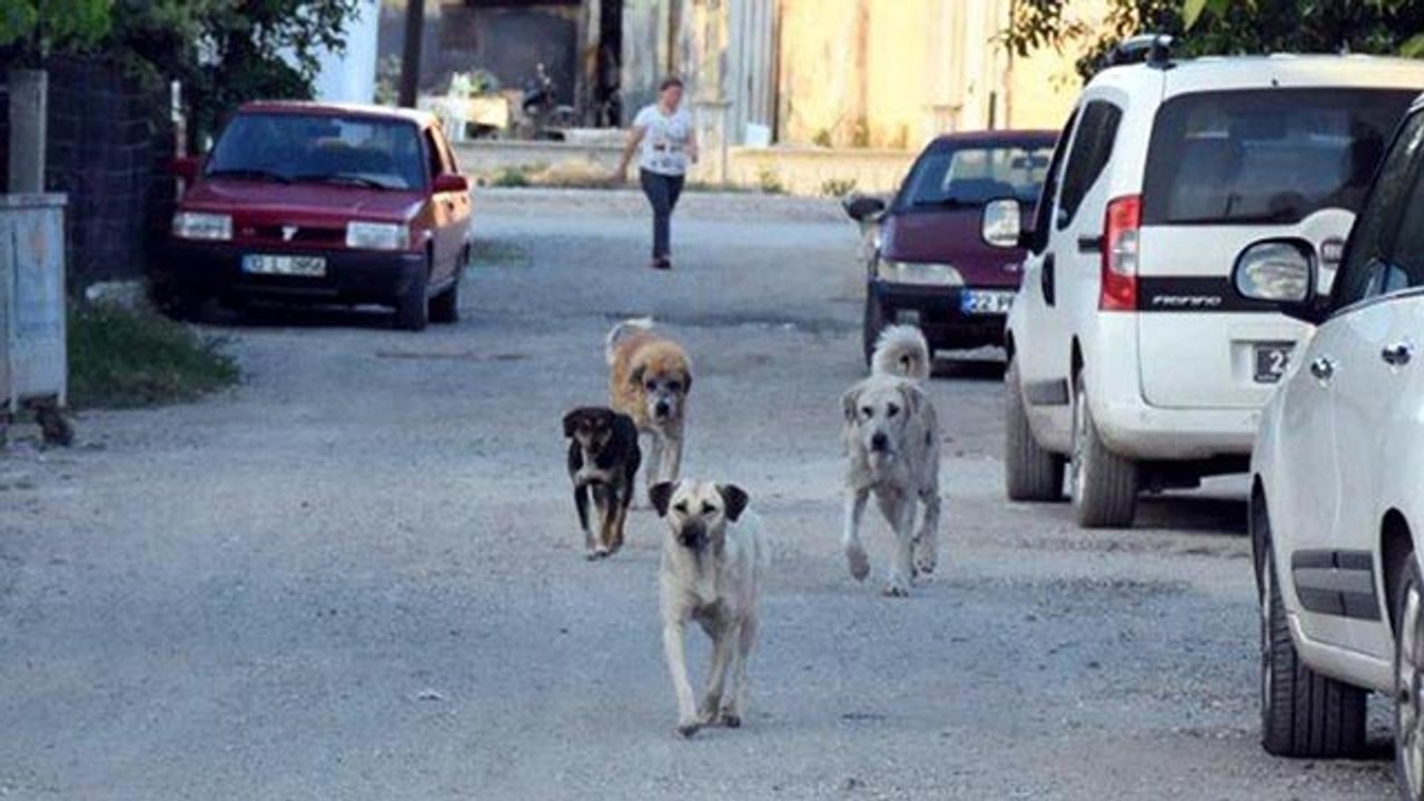 İpsala’da hayvan katliamı: Belediye başkanı isyan etti!