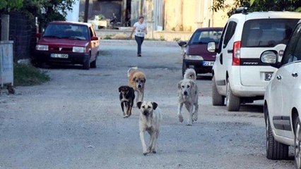 İpsala’da hayvan katliamı: Belediye başkanı isyan etti!