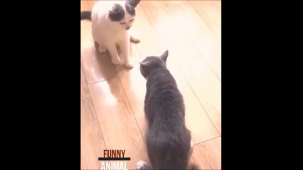 Funny Cats ✪ Cute and Baby Cats Videos Compilation #funny animal2020#9