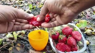 Amazing Reaction Strawberry Juice and Fishing Oil-Catch Taki Fish-Spotted Snakehead in Secret Hole.
