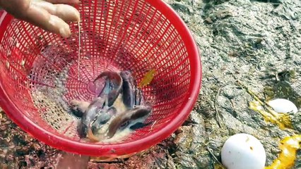 Fish Inside Eggs - How Possible To Catch - Best Fishing Video. Don't Miss !