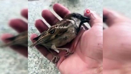 Mehmetçik’ten bayılan serçeye can suyu