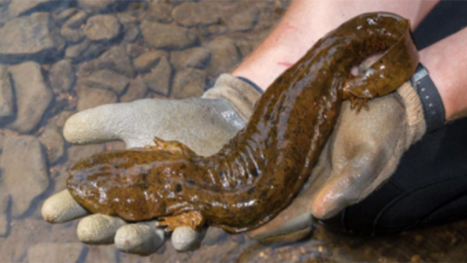 Salamander दुनिया को वो अजीबोगरीब जीव, जो बिना कुछ खाएं सालों तक रह सकता है जिंदा MUST WATCH