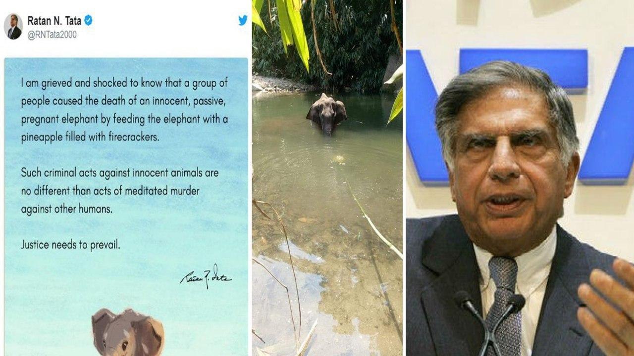 Ratan Tata Demands Justice For Kerala Pregnant Elephant