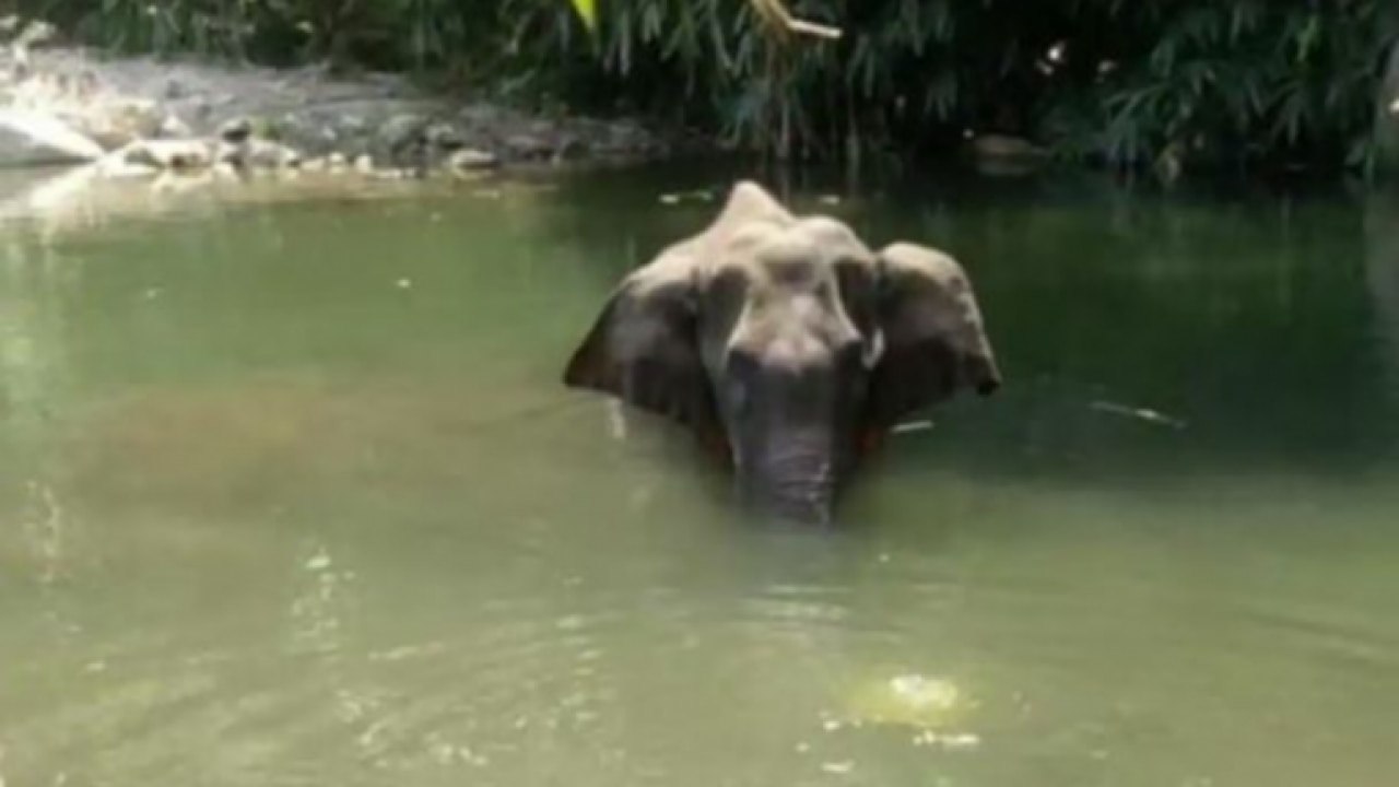 Death of God's own creature: The horrifying truth of Kerala's elephant's murder