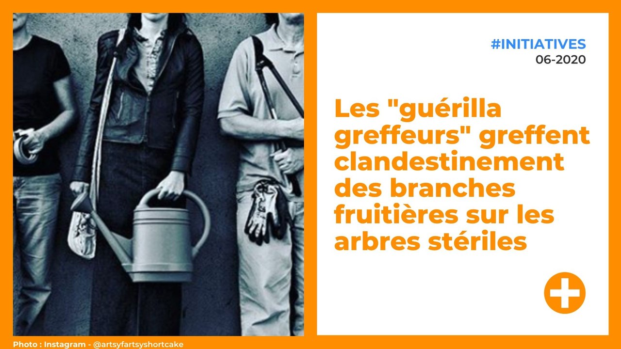 Les "guérilla greffeurs" greffent clandestinement des branches fruitières sur les arbres stériles