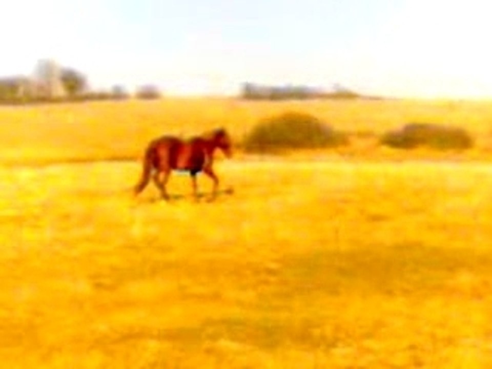 Chevaux de chanfrai