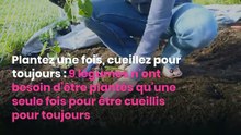 Plantez une fois, cueillez pour toujours : 9 légumes n’ont besoin d’être plantés qu’une seule fois pour être cueillis pour toujours