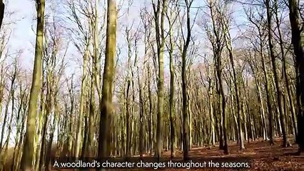 Your National Park: Nina Williams, Head Forester, Cowdray Estate