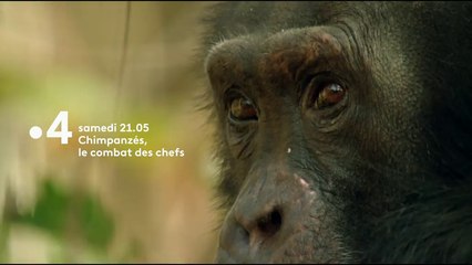 Chimpanzés, le combat des chefs - Bande annonce