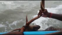 Lost deer rescued out at sea off coast of south India