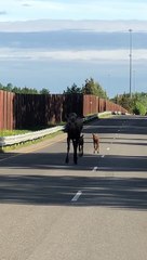 Moose and Calves Trot by Truck