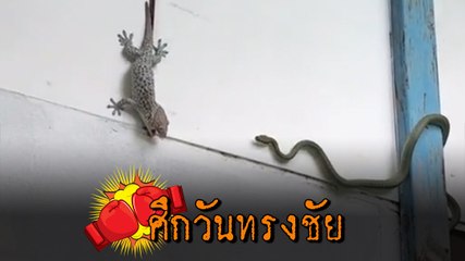 เปิดศึกวันทรงชัย !! ตุ๊กแก ปะทะ งูเขียว ฟาดฟันดุเดือด ใครเหนือกว่าใครต้องดู