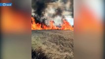 ميليشيا أسد تحرق محاصيل القمح في ريف إدلب