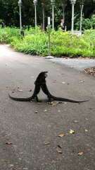Monitor Lizards Didn't Get the Social Distancing Memo