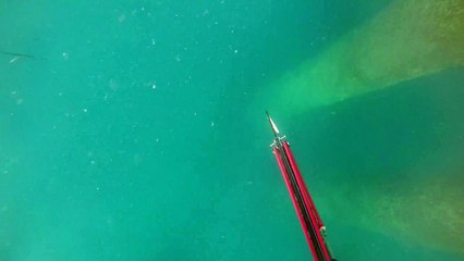 Bull Shark Bites Spear Fisher's Flipper Off