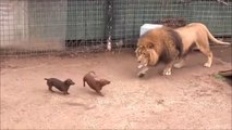 Belle amitié entre un lion et 2 teckels... Adorable