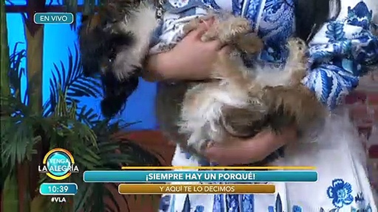 ¿Por qué nos vestimos de negro en funerales? ¡Sergio te dice! | Venga La Alegría