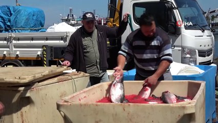 Tezgahları Kültür Balıkları Süslüyor