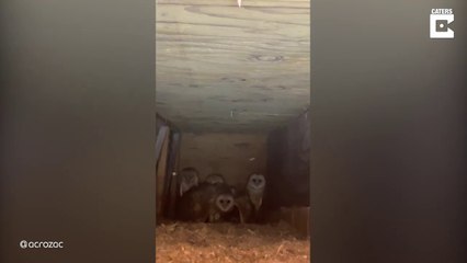 Une maman chouette protège ses petits