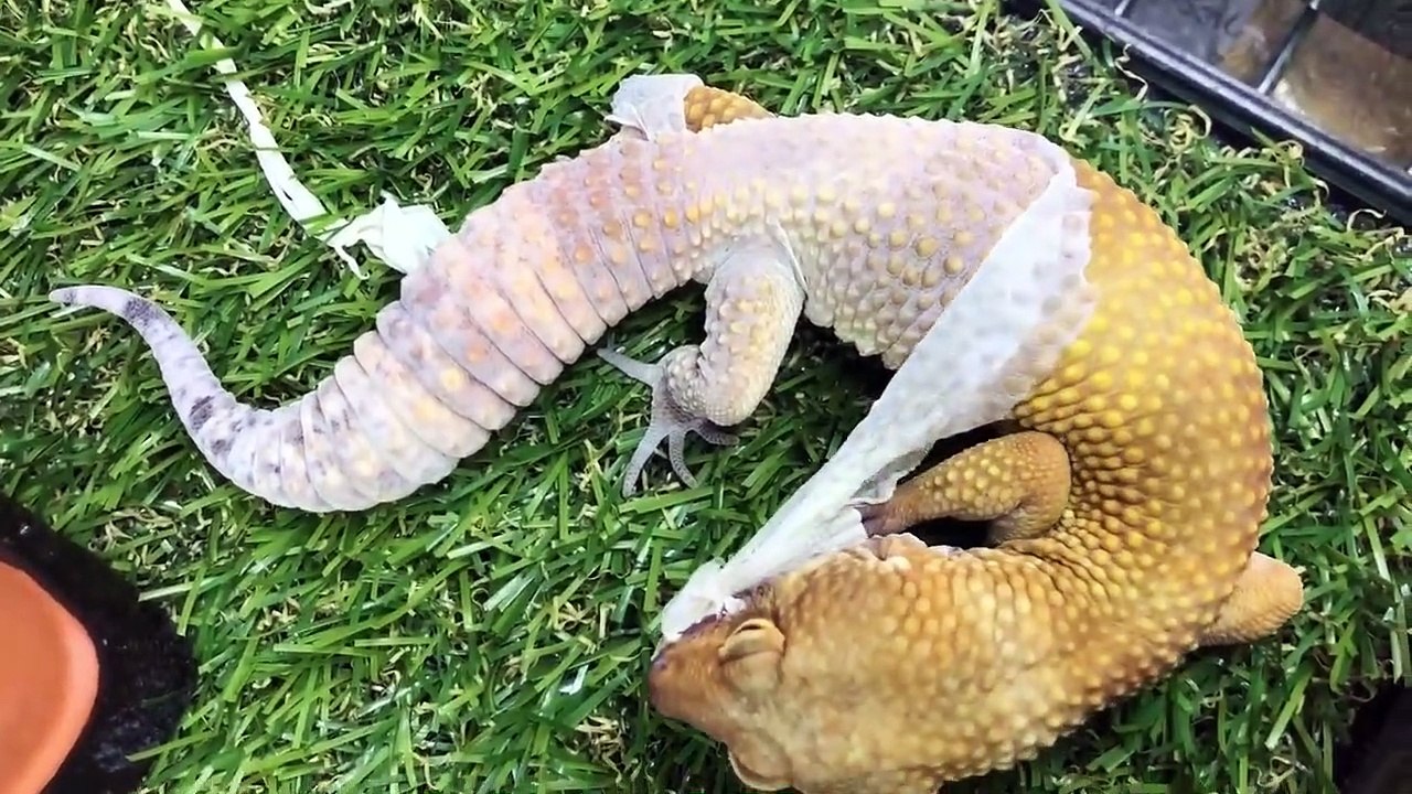 Ce lézard mange sa vieille peau en pleine mue