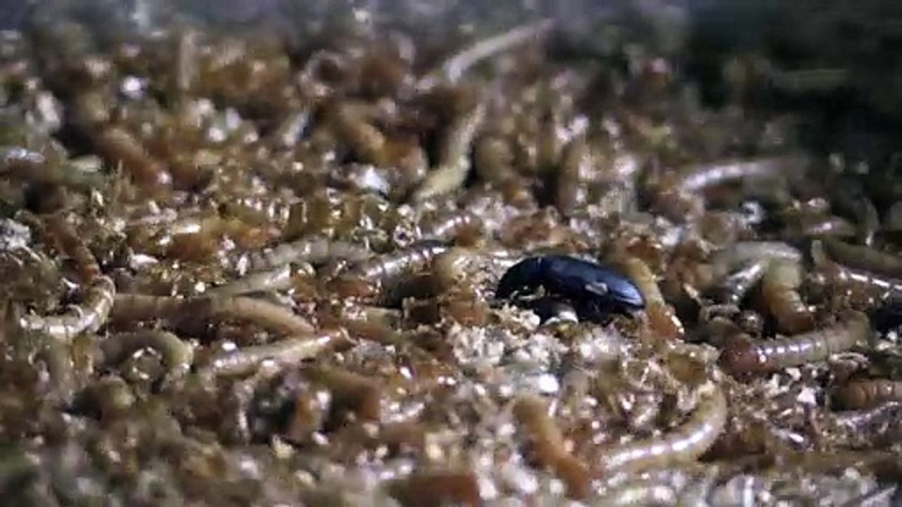 En Auvergne, des élevages de vers pour nourrir les animaux autrement