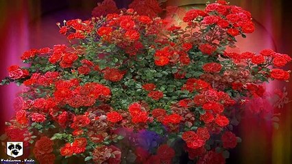 Balkan Express - Nasze roze«♥»